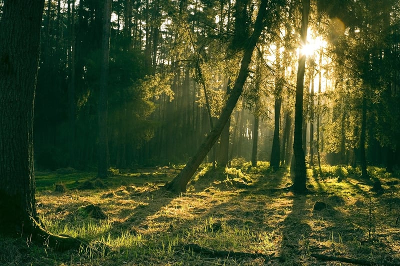 forest bathing