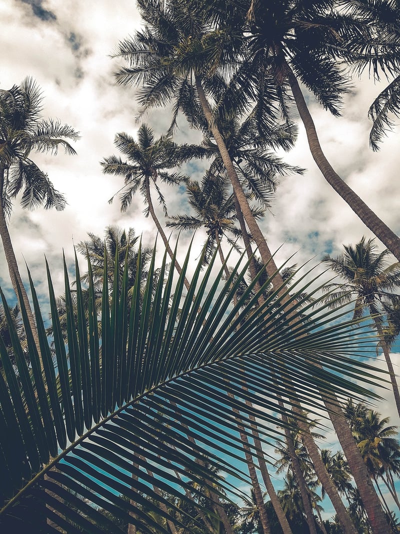 Tropical Paradise